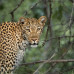 Photo of GVI: Limpopo - South Africa Wildlife Conservation Short Term Internship