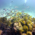 Photo of GVI: Puerto Morelas - Mexico Marine Conservation Expedition