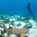 Photo of GVI: Ambergris Caye - Belize Marine Conservation Expedition