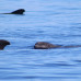 Photo of GVI: Tenerife - Short - Term Marine Biology Internship in the Canary Islands