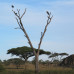 Photo of The School for Field Studies / SFS: Tanzania - Wildlife Management Studies