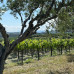 Photo of Cerca Abroad: Greece – Agriculture & Viticulture Internship