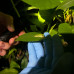 Photo of SIT Study Abroad: Panama - Tropical Ecology, Marine Ecosystems, and Biodiversity Conservation