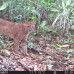 Photo of SIT Study Abroad: Panama - Tropical Ecology, Marine Ecosystems, and Biodiversity Conservation