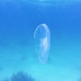 Photo of SIT Study Abroad: Panama - Tropical Ecology, Marine Ecosystems, and Biodiversity Conservation