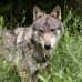 Photo of Cerca Abroad: Greece - Wildlife Research