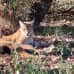 Photo of Cerca Abroad: Greece - Wildlife Research