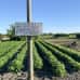 Photo of SIT Study Abroad: Italy - Food Cultures and Sustainability (Summer)