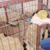 A student studying abroad with Global Learning Semesters: Nicosia - Summer in Cyprus: Animal Science