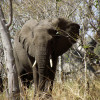 A student studying abroad with University of Botswana: Gaborone - Direct Enrollment & Exchange