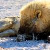 A student studying abroad with Round River Conservation Studies - Namibia Desert Program