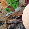 A student studying abroad with The School for Field Studies / SFS: Siem Reap - River Ecosystems & Environmental Ethics
