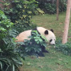 A student studying abroad with University of Colorado: International Operations in Hong Kong, Hosted by Asia Institute