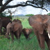 A student studying abroad with The School for Field Studies / SFS: Tanzania - Wildlife Management Studies