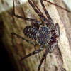 A student studying abroad with Round River Conservation Studies: Costa Rica – The Osa Peninsula