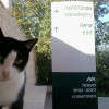A student studying abroad with University of Haifa: Study Abroad at Haifa International School