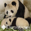 Study Abroad Reviews for Earthwatch: China - On the Trail of Giant Pandas