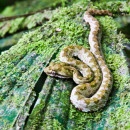 USAC: Heredia - Spanish Language, Ecological and Latin American Studies Photo