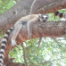 Photo of SIT Study Abroad: Madagascar - Biodiversity and Natural Resource Management