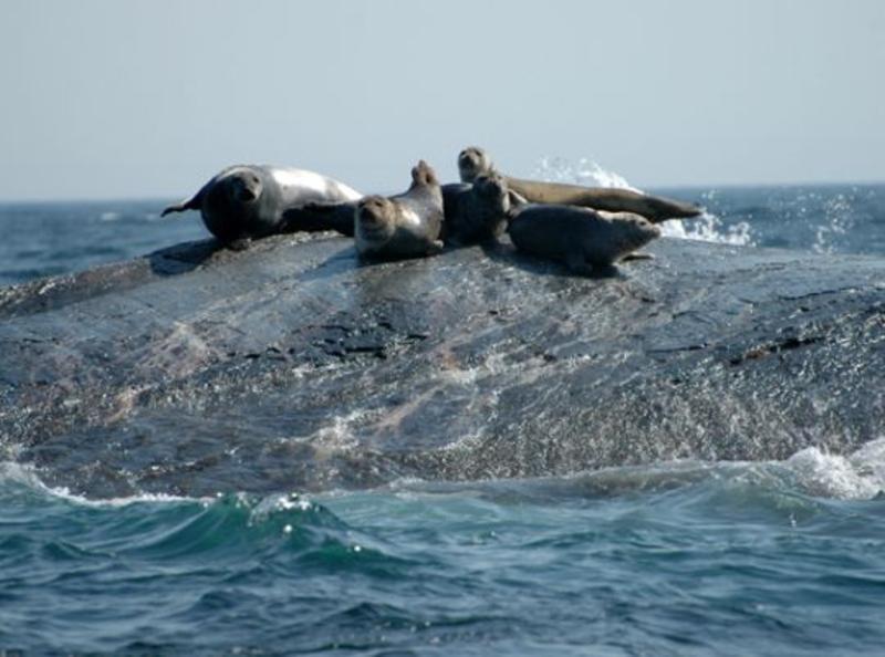 Earthwatch Canada Mammals Of Nova Scotia