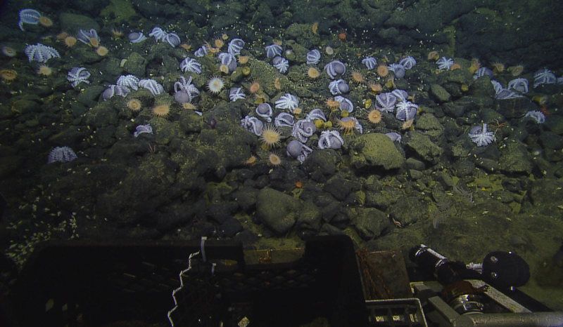 Обнаружена крупнейшая в истории науки группировка глубоководных осьминогов