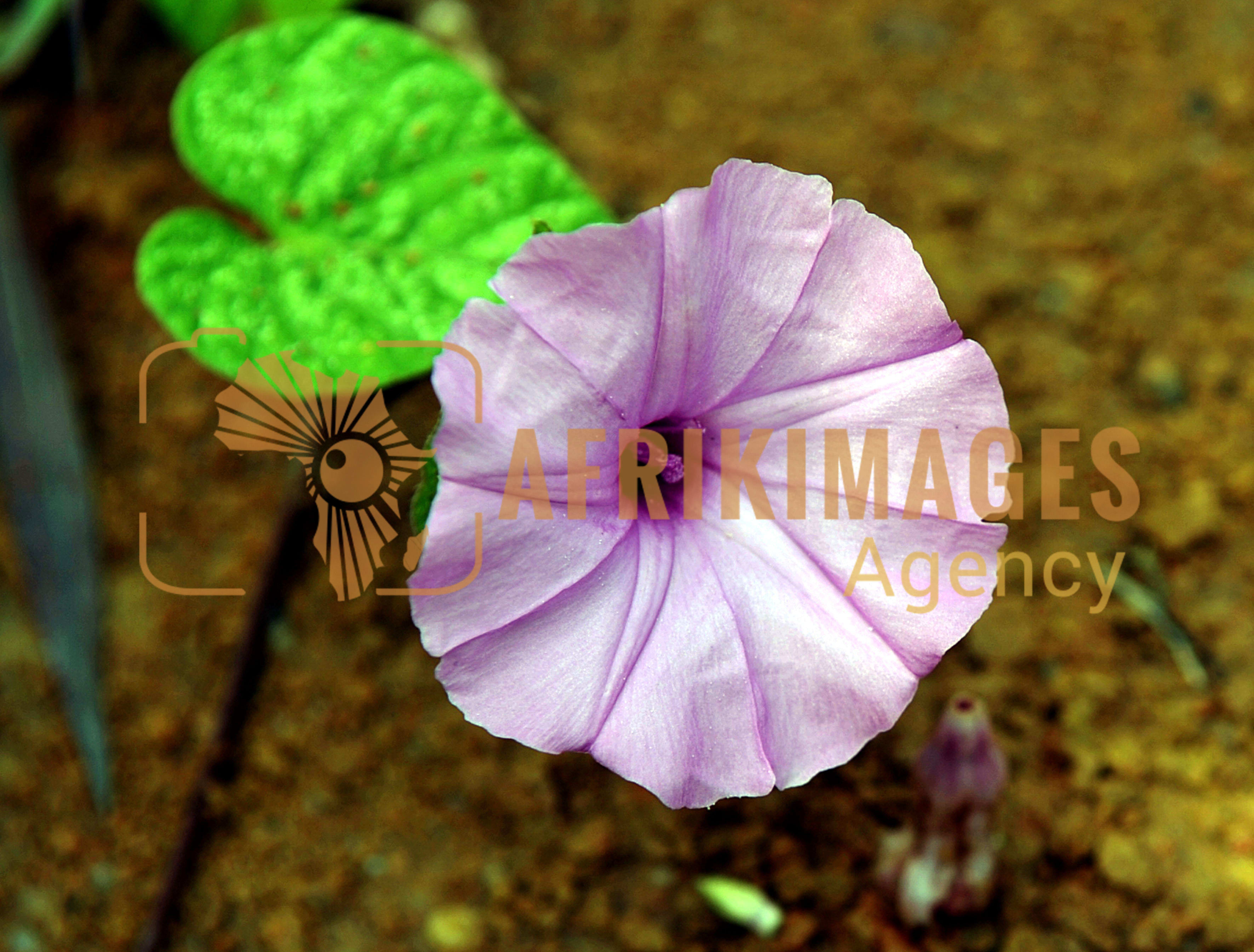 Afrikimages flore du gabon