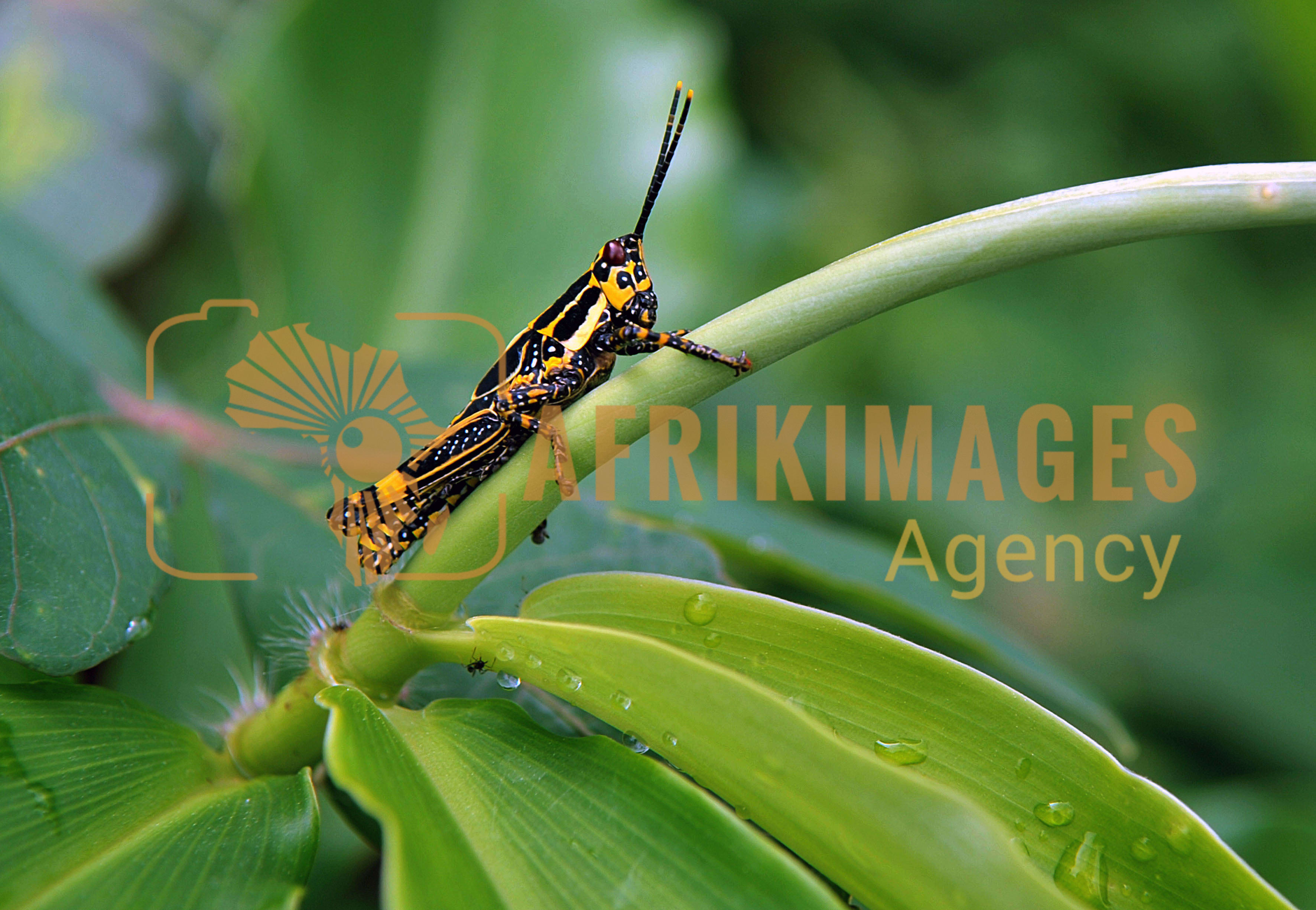 Afrikimages flore du gabon