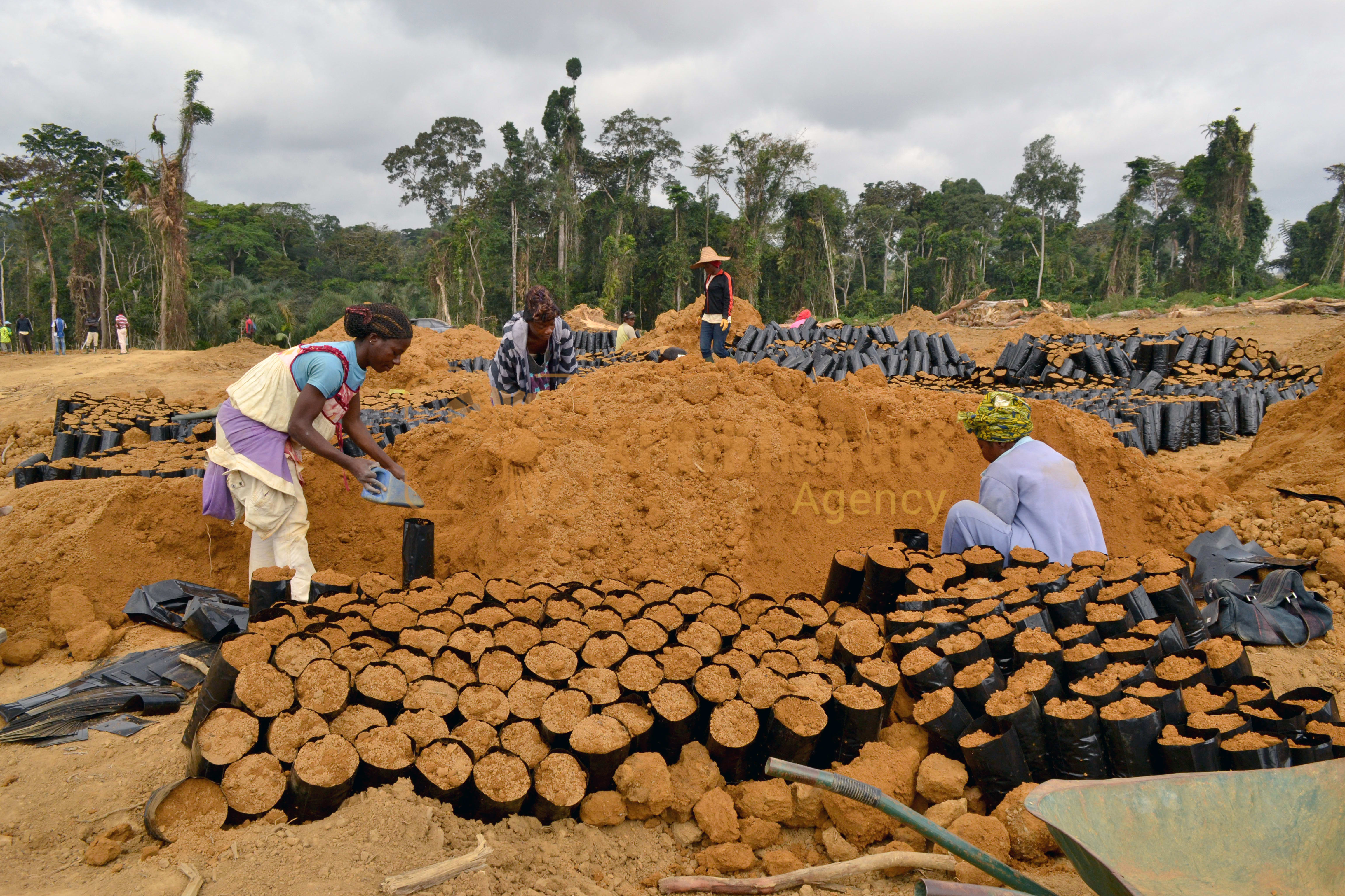 agriculture au gabon