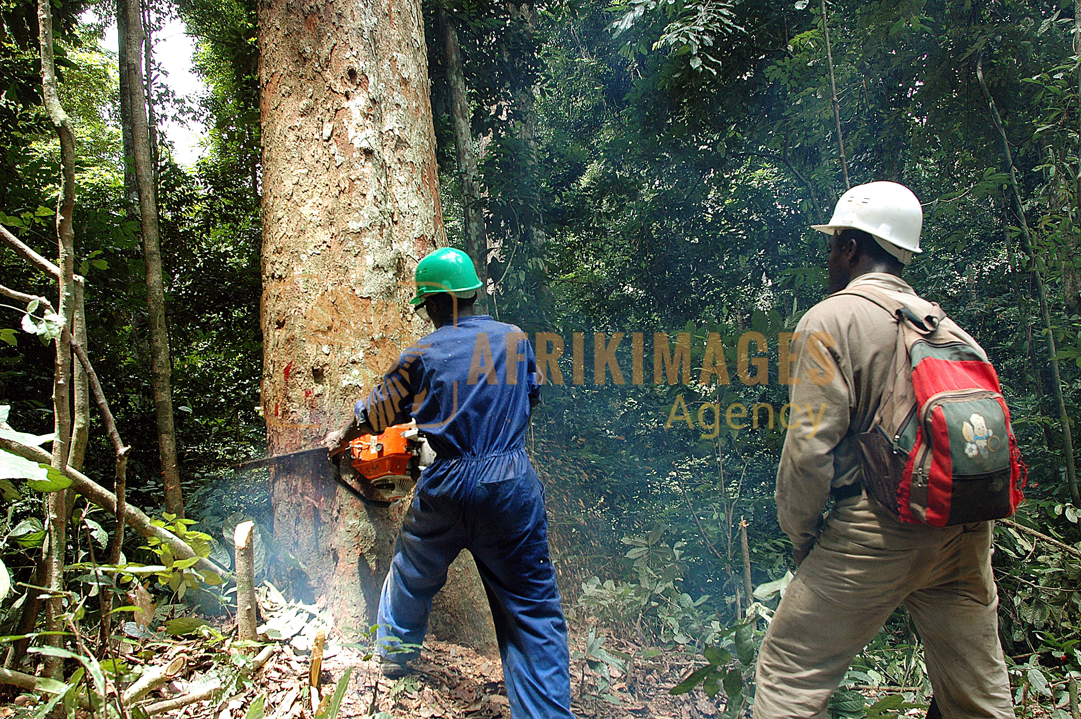 gabon / bois 