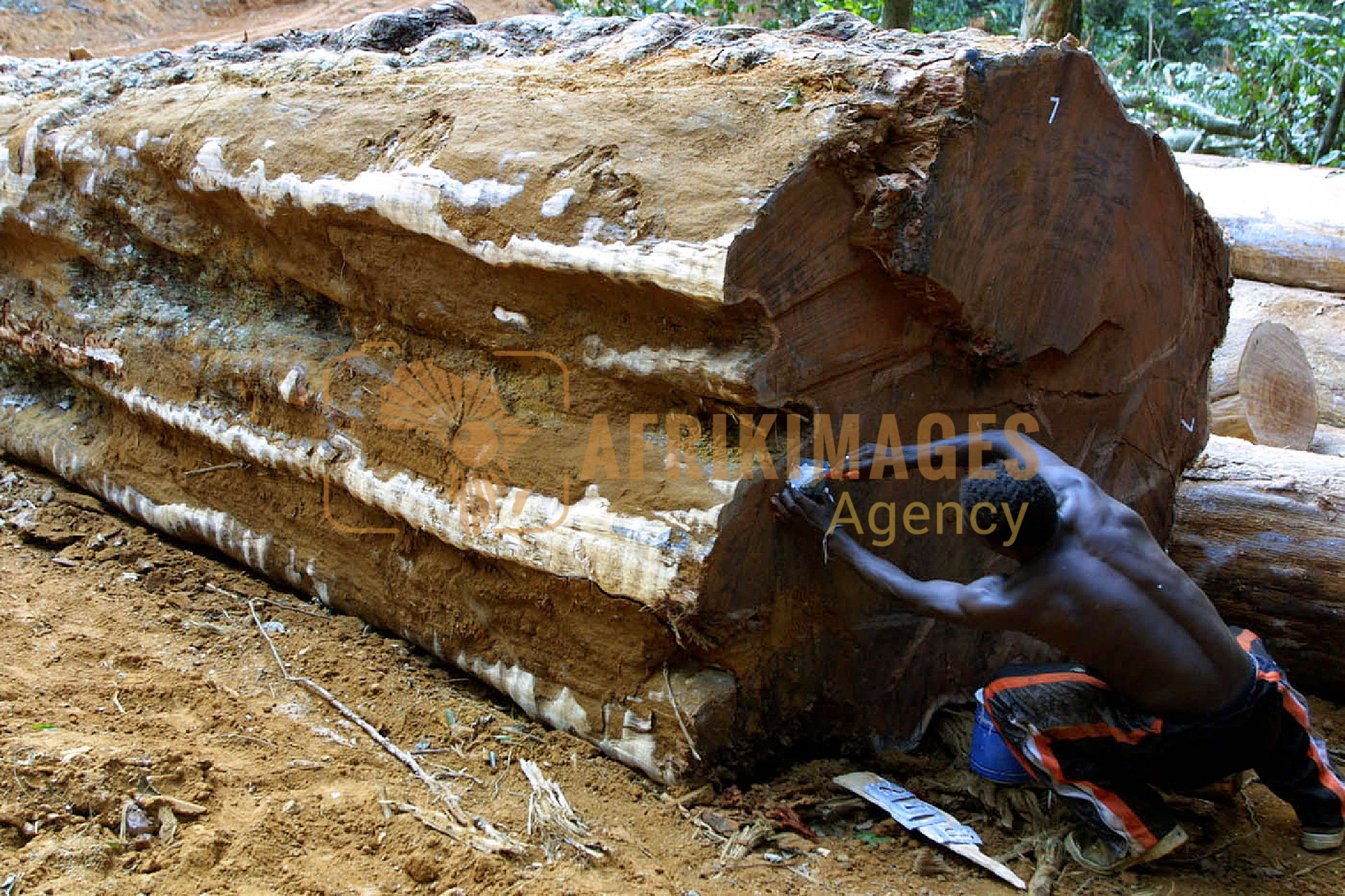Afrikimages gabon / bois 