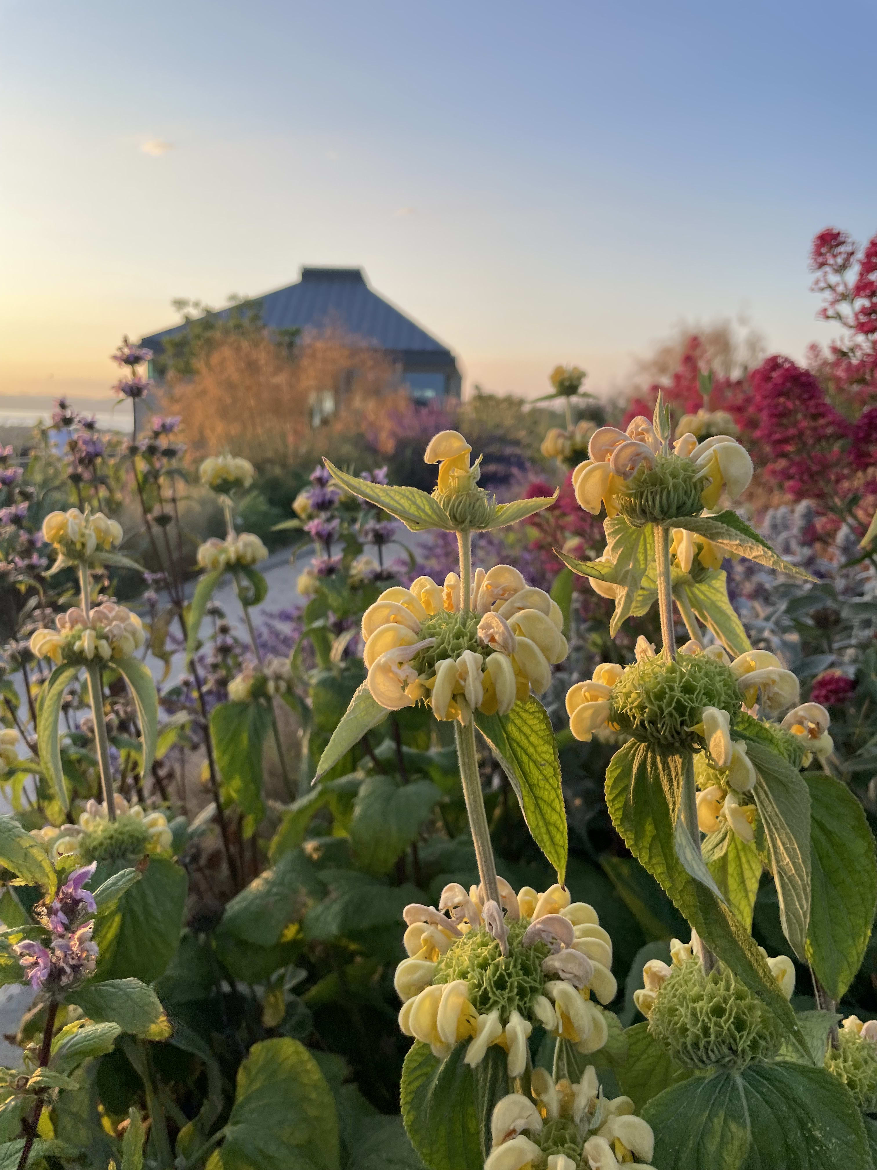 Phlomis russeliana (Turkish Sage)