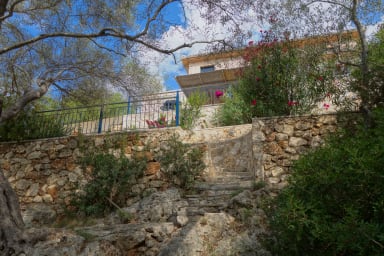 beautiful olive grove in the property