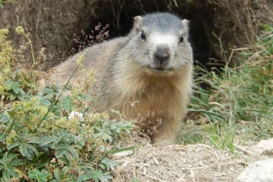 Dame marmotte