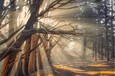 Seal Cove Cypress Tree Tunnel