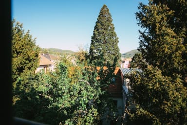 Vue sur la cime des arbres centenaires depuis votre chambre/salon ...