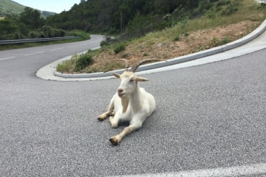 Corsican animals