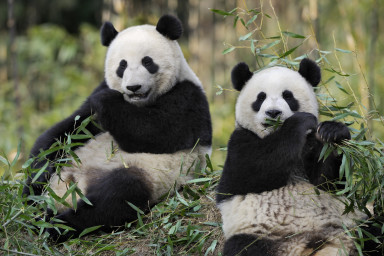Zoo de Beauval <br> à partir de 180 € / sem.
