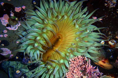Fitzgerald Marine Reserve, California