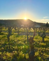Les vignes du Castellet.