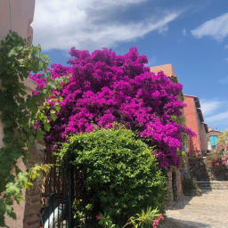 Les Fleurs de Collioure