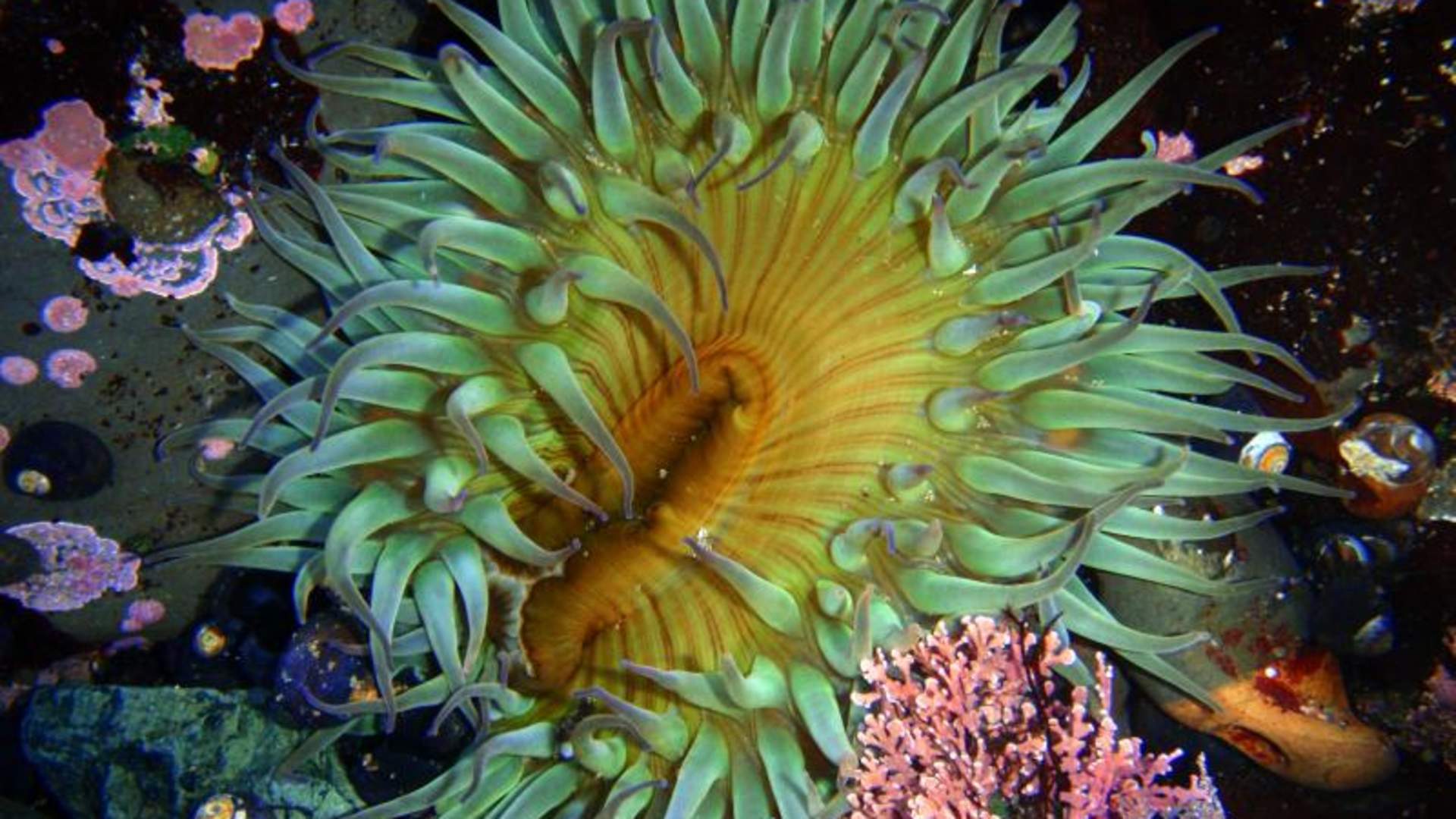 Explore Fitzgerald Marine Reserve, California