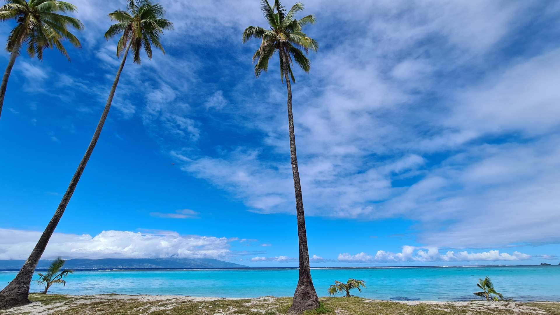 Moorea