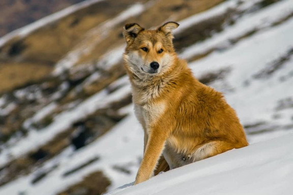 Animaux acceptés