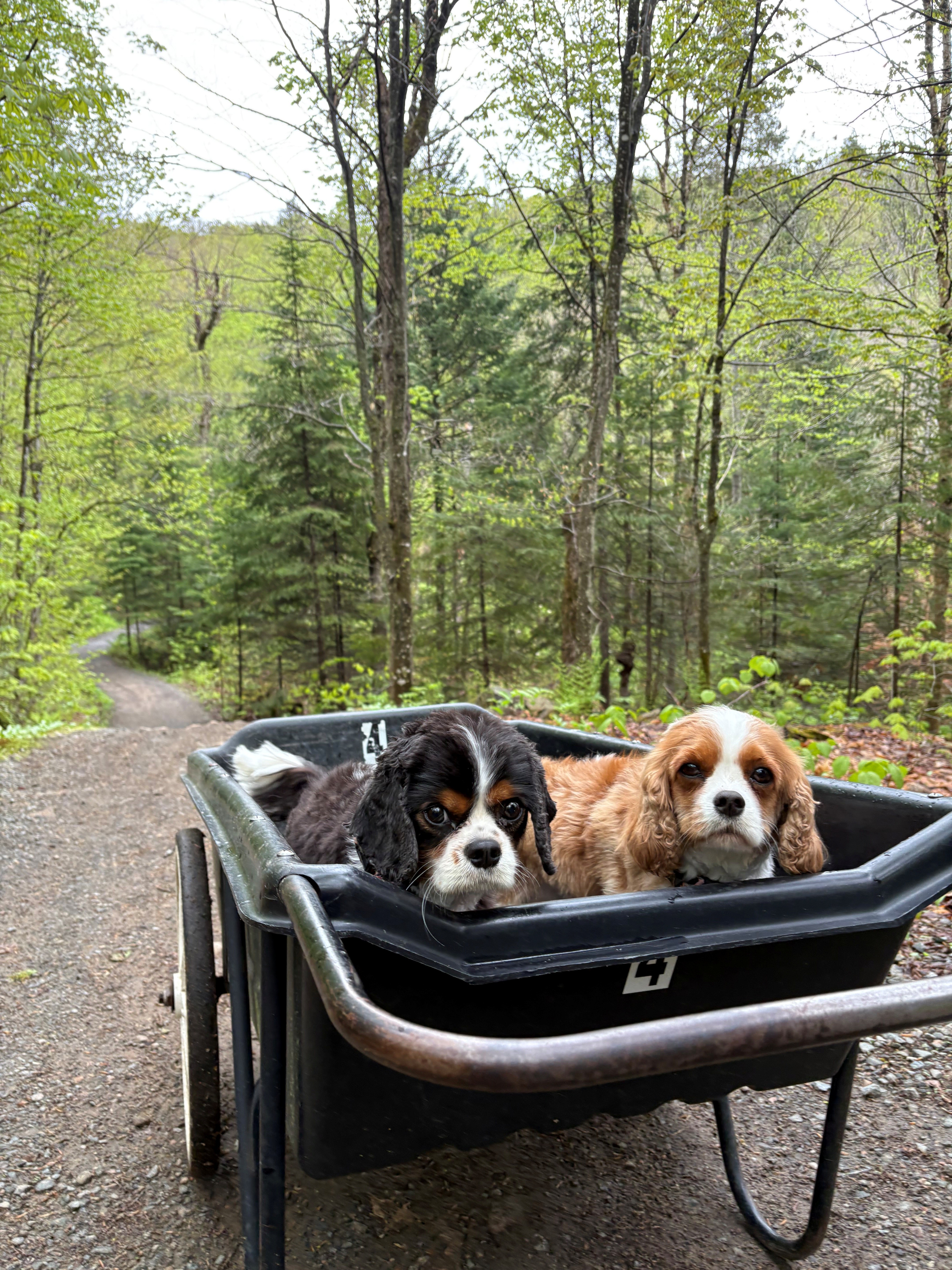 Refuge perché dans le Parc Éco-Laurentides