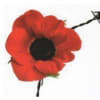 Picture of a poppy on a strand of barbed wire
