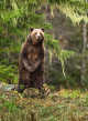 Grizzly bear standing on hind legs in its natural habitat in British Columbia