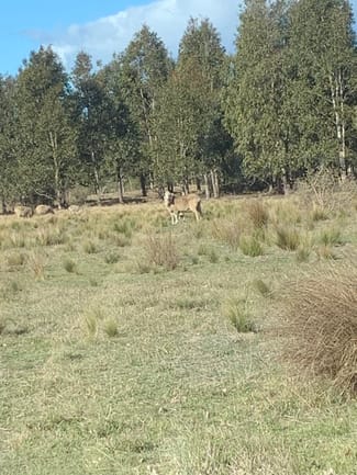 Rural / Farming commercial property for lease at Anakie VIC 3213 Rural / Farming commercial property for lease at Anakie VIC 3213