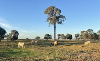 Rural / Farming commercial property sold at 2155 Crowders Creek Road Moonie QLD 4406 Rural / Farming commercial property sold at 2155 Crowders Creek Road Moonie QLD 4406