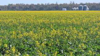 Rural / Farming commercial property for sale at 18833 Gore Highway Goondiwindi QLD 4390 Rural / Farming commercial property for sale at 18833 Gore Highway Goondiwindi QLD 4390