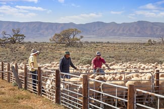Rural / Farming commercial property sold at 'Wilkatana Station' Wilkatana Road Yarrah SA 5433